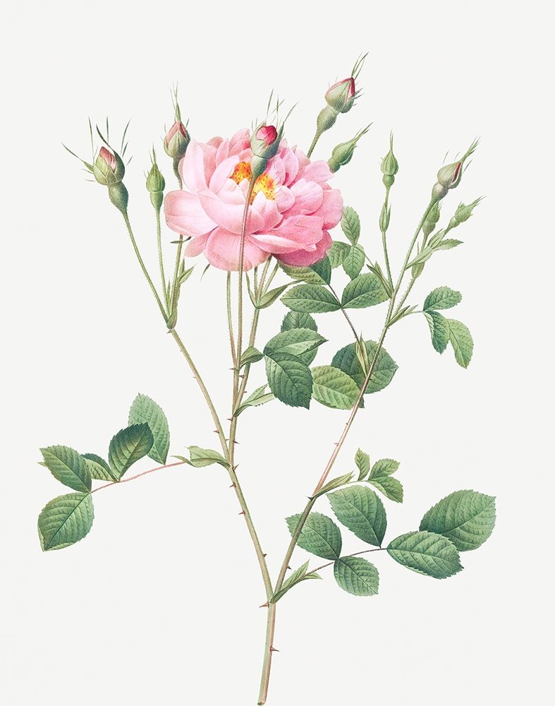 Anemone Flowered Sweetbriar, Rusty Rose with Anemone Flowers art print by Pierre Joseph Redoute for $57.95 CAD