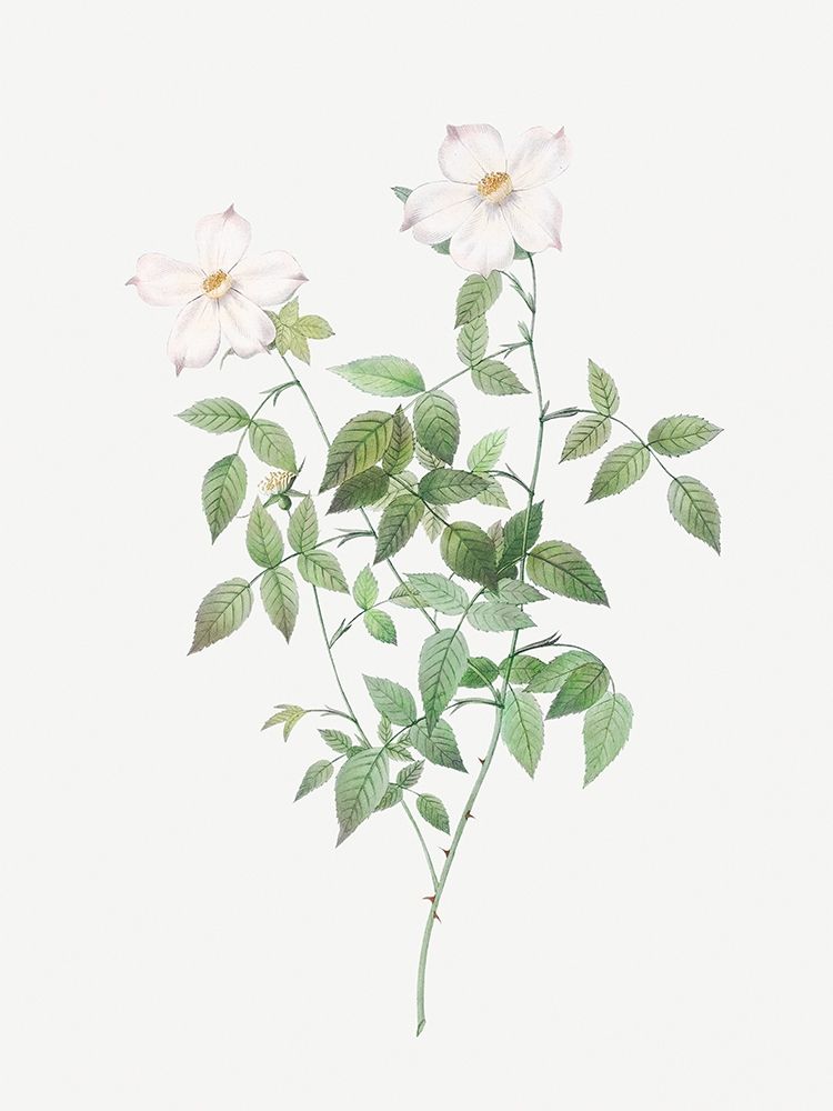 Rosa indica acuminata, Rosebush with Sharp Petals art print by Pierre Joseph Redoute for $57.95 CAD