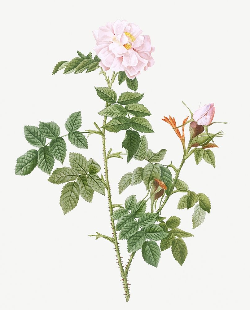 Pale pink flower, Rosa orbefsanea art print by Pierre Joseph Redoute for $57.95 CAD