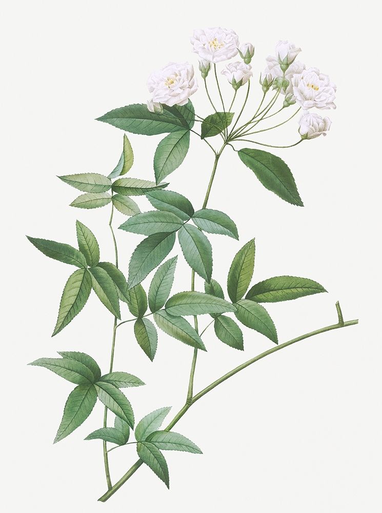 Lady Banks rose, Rosa banksiae art print by Pierre Joseph Redoute for $57.95 CAD