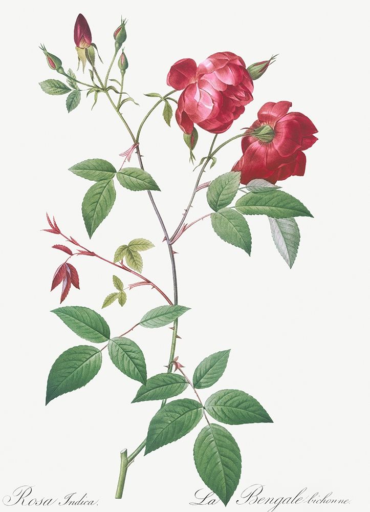 Velvet China Rose, Rosa indica art print by Pierre Joseph Redoute for $57.95 CAD