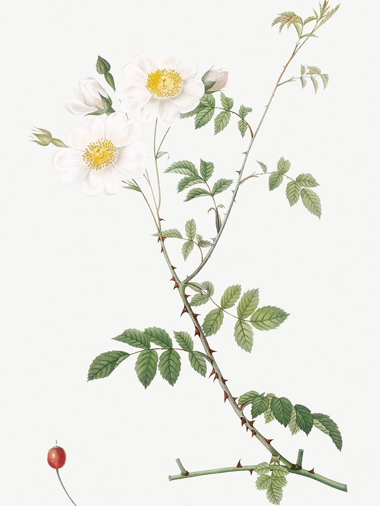 Field Rose, Rosebush with Ovoid Fruits, Rosa arvensis ovata art print by Pierre Joseph Redoute for $57.95 CAD