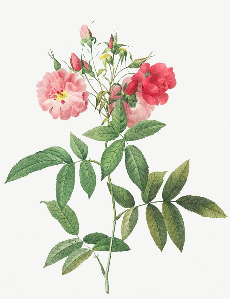 Subcorymbose Hudson Rose, Rosa Hudsoniana Subcorymbosa art print by Pierre Joseph Redoute for $57.95 CAD
