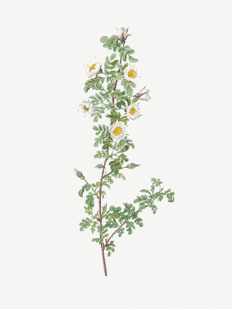 Burnet Rose, Rosa pimpinellifolia pumila art print by Pierre Joseph Redoute for $57.95 CAD