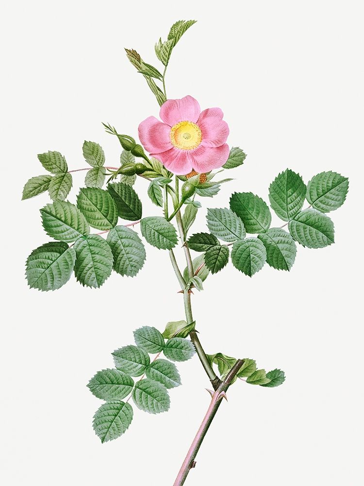Sweet-Brier Rosebush, Rosa rubiginosa cretica art print by Pierre-Joseph Redouté for $57.95 CAD