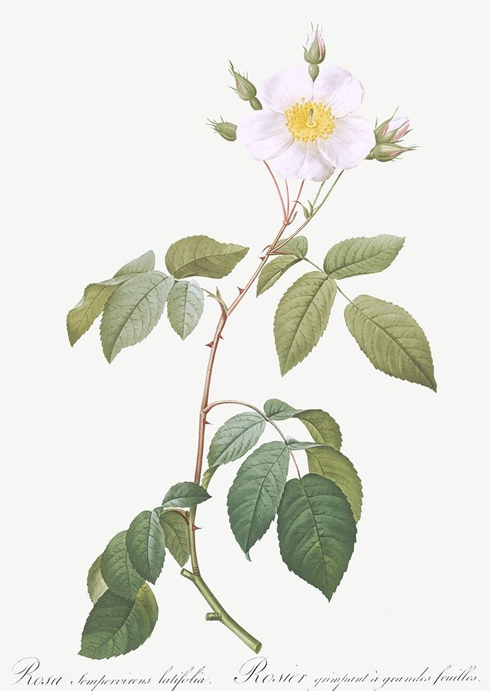 Big Leaved Climbing Rose, Rosa sempervirens latifolia art print by Pierre Joseph Redoute for $57.95 CAD