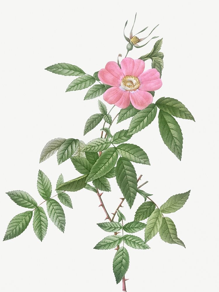 Boursault Rose, Rosa reclinata flore simplici art print by Pierre Joseph Redoute for $57.95 CAD