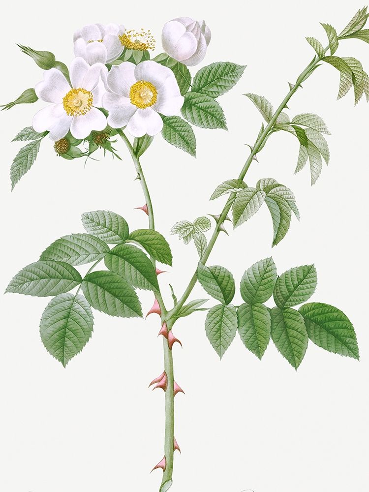 White Flowered Rose, Rosa leucantha art print by Pierre Joseph Redoute for $57.95 CAD