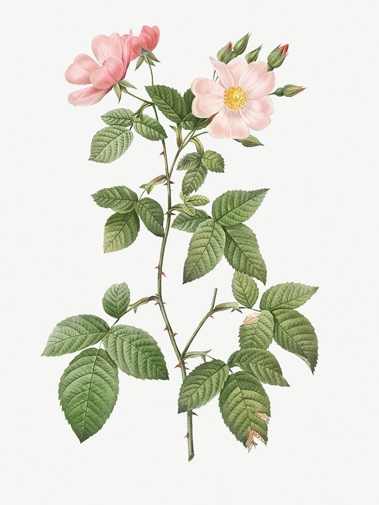 Rosa glauca, Rosebush with Bramble Leaves, Rosa rubifolia art print by Pierre Joseph Redoute for $57.95 CAD