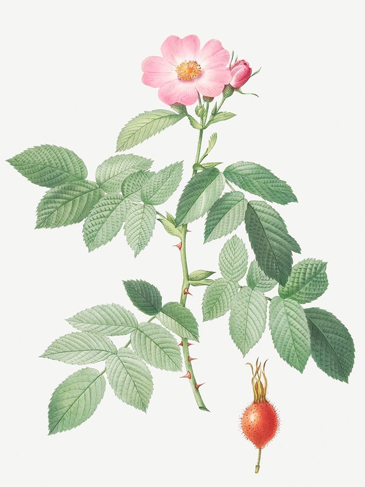 The Apple Rose, Rosa villosa art print by Pierre-Joseph Redouté for $57.95 CAD