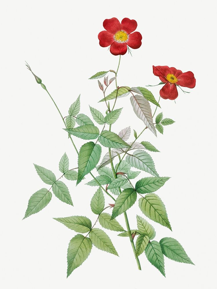 Rose, Rosebush, Rosa indica art print by Pierre Joseph Redoute for $57.95 CAD