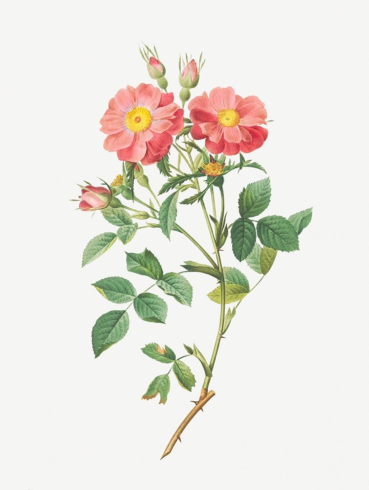 Queen Elizabeths Sweetbriar, Rosehip of Queen Elizabeth, Rosa rubiginosa zabeth art print by Pierre Joseph Redoute for $57.95 CAD