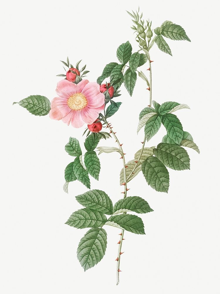 Dog Rose, Big Flowered Dog Rose, Rosa canina grandiflora art print by Pierre Joseph Redoute for $57.95 CAD