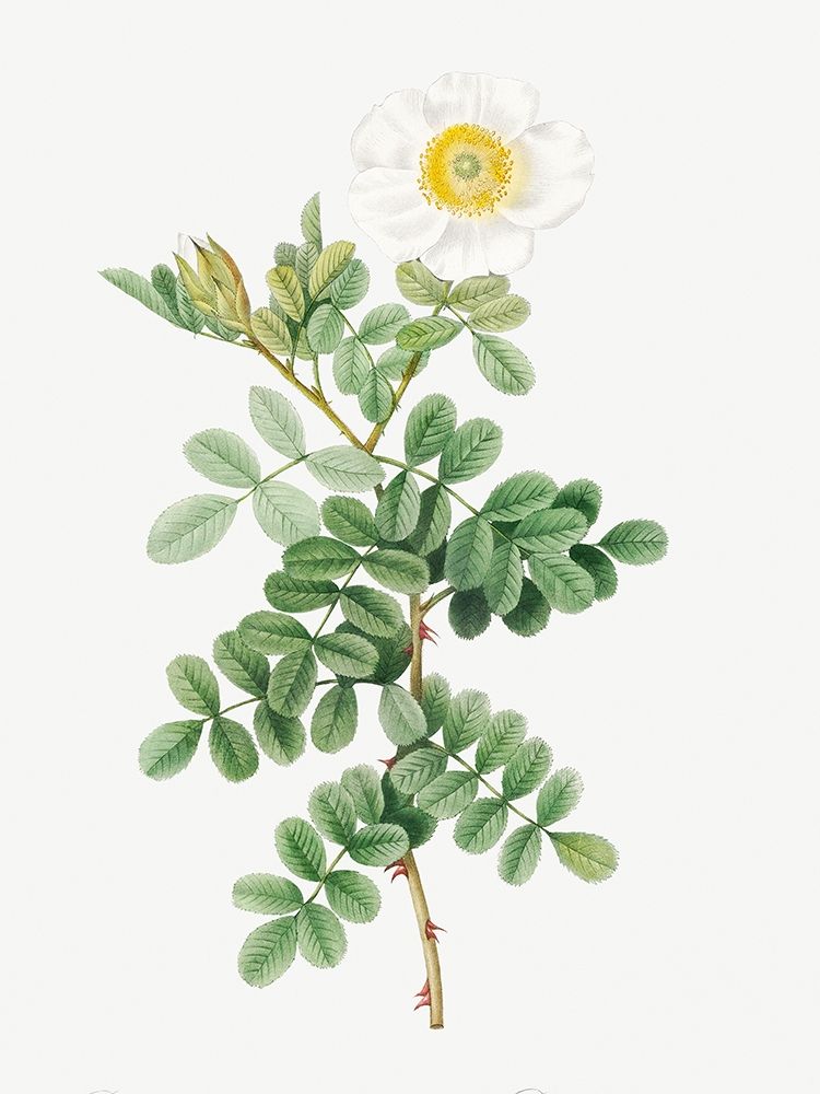 Macartney Rose, Rosa bracteata art print by Pierre Joseph Redoute for $57.95 CAD