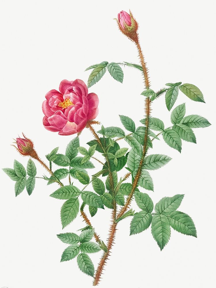 Anemone Flowered Rose Muscosa, Rosa muscosa anemone flora art print by Pierre Joseph Redoute for $57.95 CAD