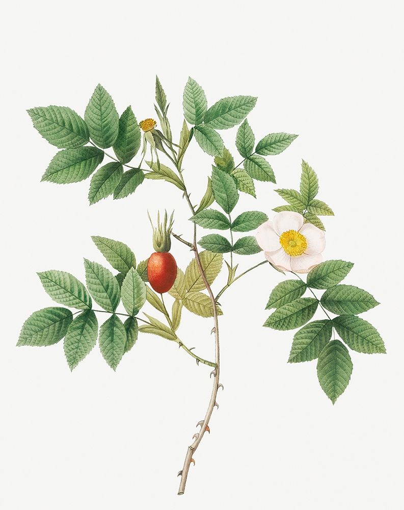 Bidentate Mountain Rose, Mountain Rose with Toothed Leaflets art print by Pierre Joseph Redoute for $57.95 CAD