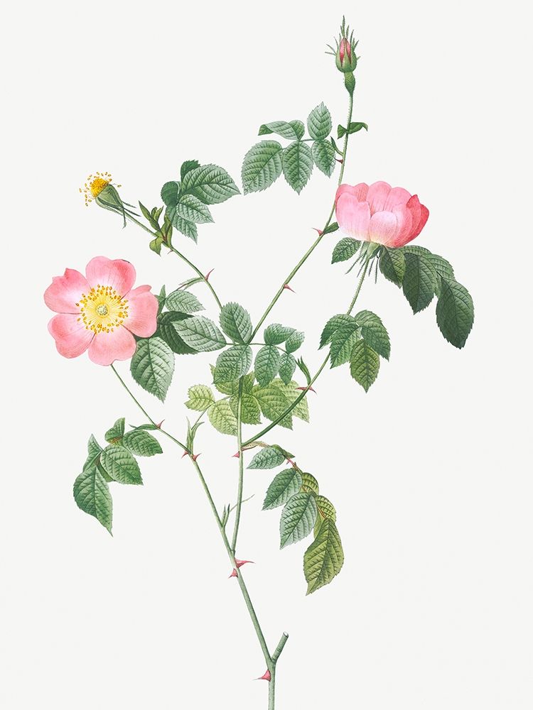 Austrian Briar, Rosa foetida art print by Pierre Joseph Redoute for $57.95 CAD