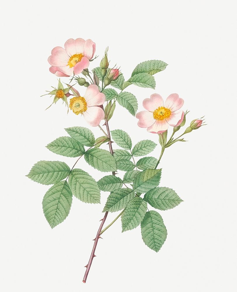 Short Styled Field Rose, Rose Bush with Erect Stems, Rosa stylosa art print by Pierre Joseph Redoute for $57.95 CAD