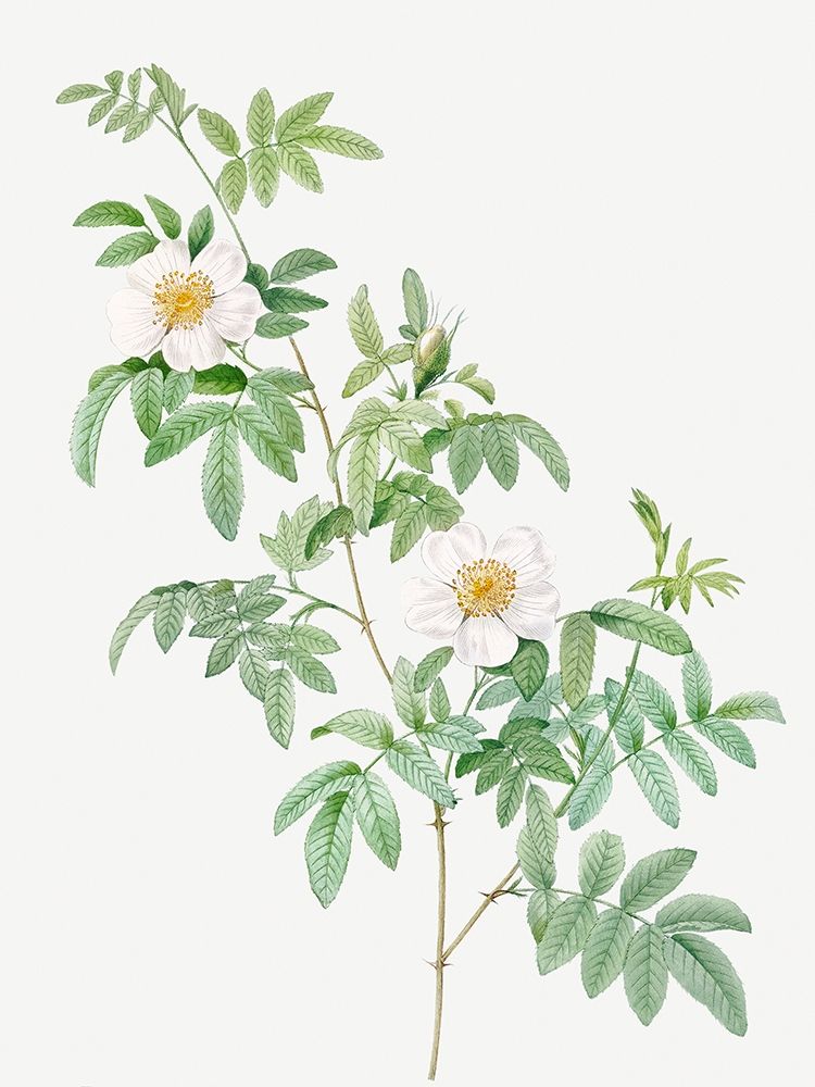 Clinophylla,  Rose Leaved Leaves art print by Pierre Joseph Redoute for $57.95 CAD