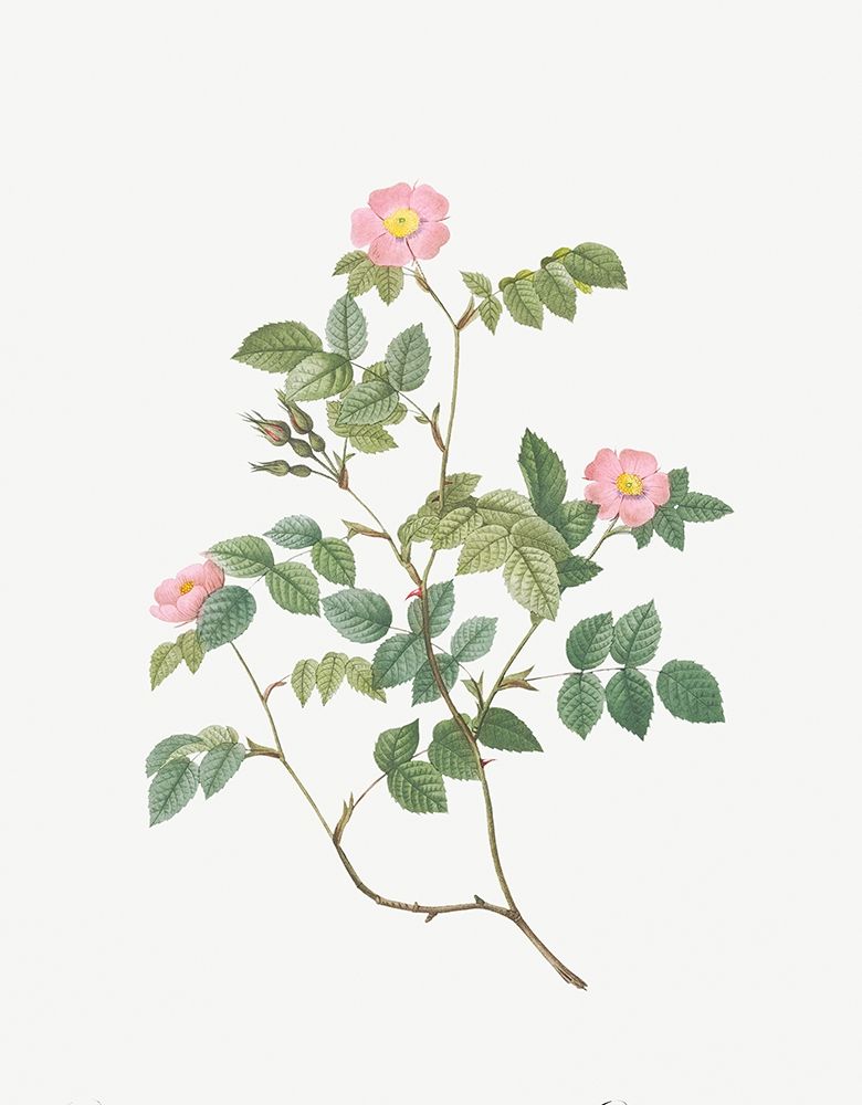 Eglantine, Wild Rosehips, Rosa rubiginosa nemoralis art print by Pierre Joseph Redoute for $57.95 CAD
