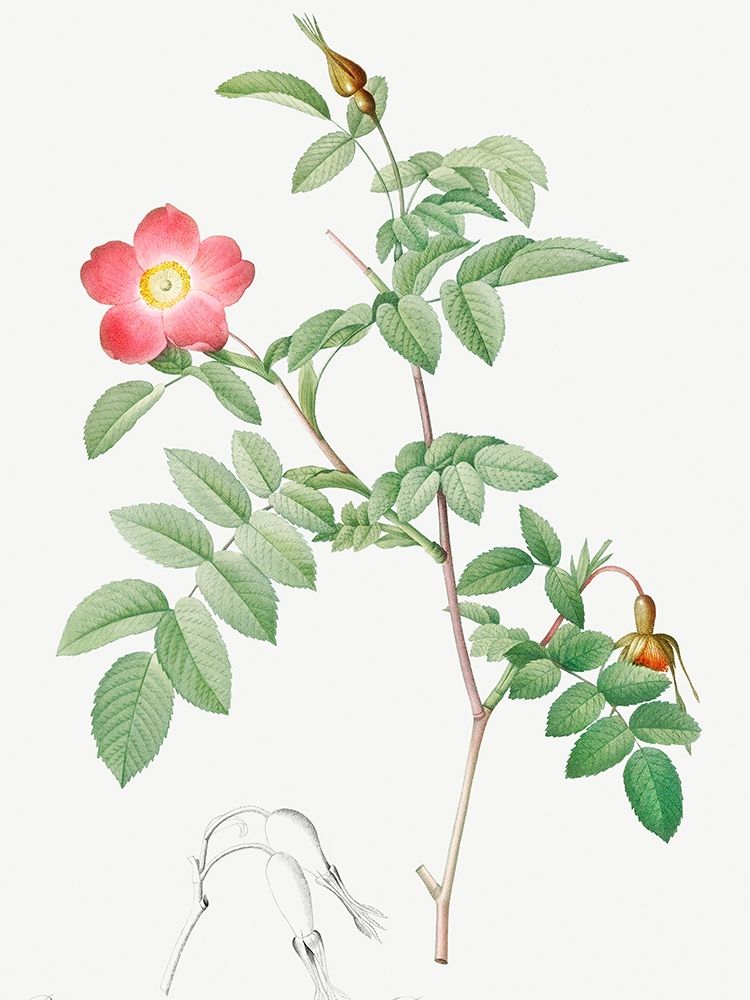 Alpine Rose, Rose of the Alps with Hanging Fruits, Rosa pendulina art print by Pierre Joseph Redoute for $57.95 CAD