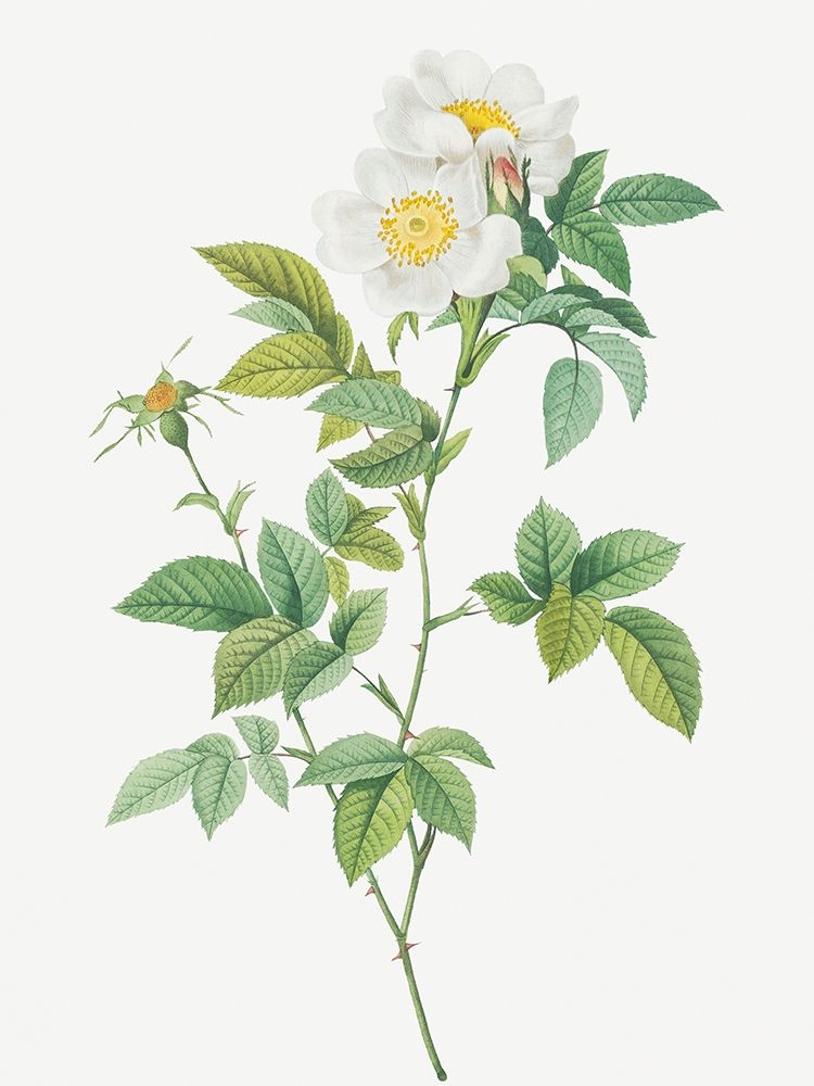 Anjou Rose, Rosa andegavensis art print by Pierre Joseph Redoute for $57.95 CAD