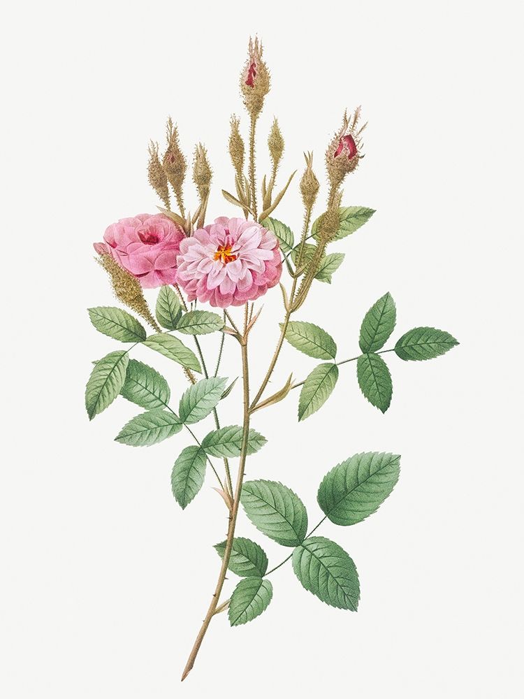 Mossy Pompon, Sparkling Pompon, Rosa pomponiana muscosa art print by Pierre Joseph Redoute for $57.95 CAD