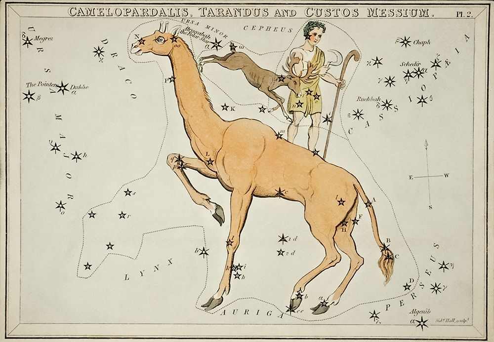 Astronomical chart illustration of the Camelopardalis-Tarandus and the Custos Messium art print by Sidney Hall for $57.95 CAD