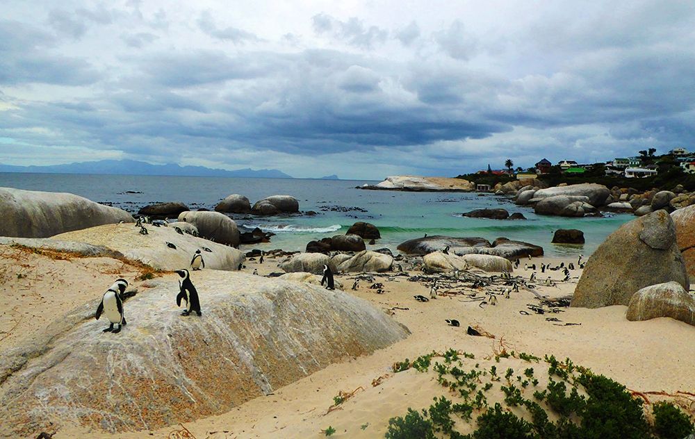 Penguin Land art print by Sarah Ghanooni for $57.95 CAD