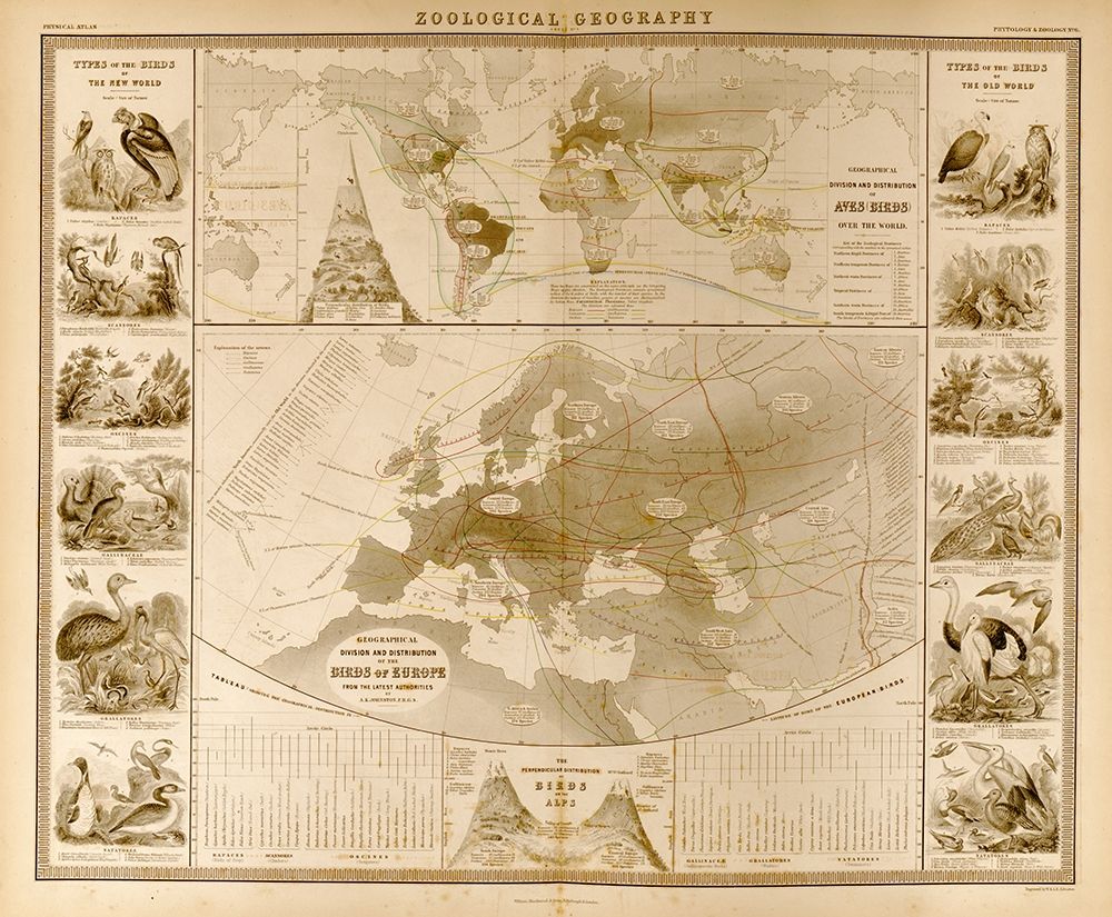 Zoological Geography Birds of the World art print by Vintage Maps for $57.95 CAD