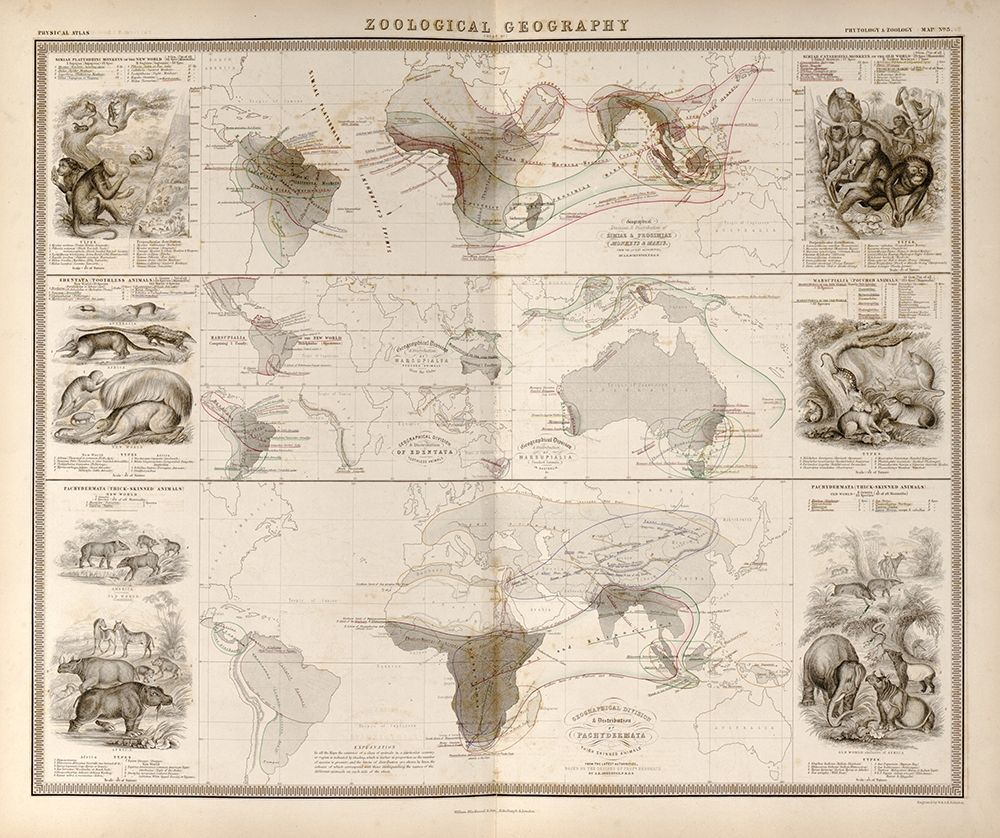 Zoological Geography Birds of the World Primates Pachydrms Marsupials art print by Vintage Maps for $57.95 CAD