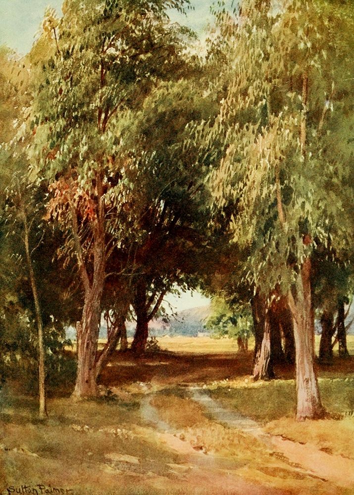 A Eucalyptus Grove-California 1914 art print by Sutton Palmer for $57.95 CAD