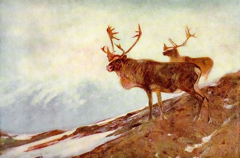 Caribou art print by Carl Rungius for $57.95 CAD