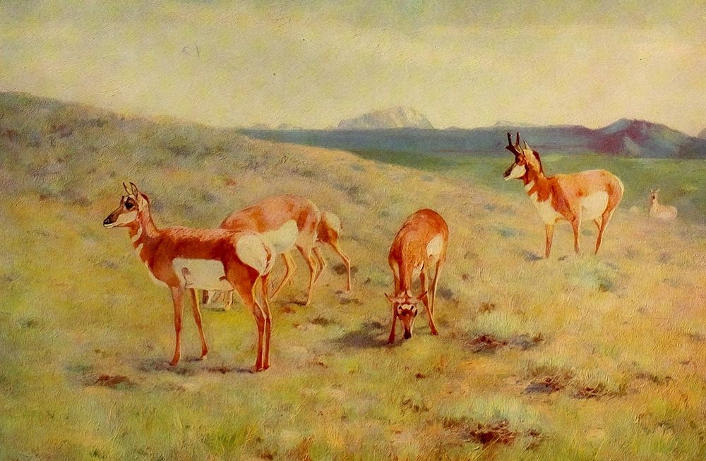 Pronghorns art print by Carl Rungius for $57.95 CAD