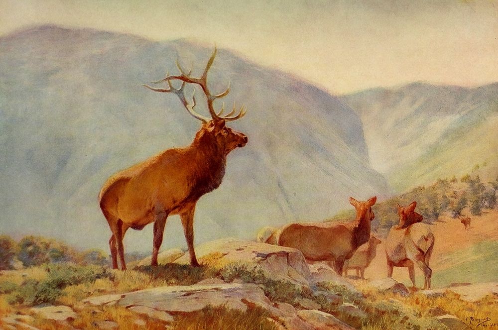 Bull Elk art print by Carl Rungius for $57.95 CAD