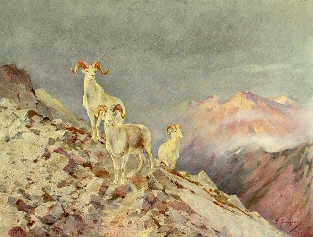 Rams art print by Carl Rungius for $57.95 CAD