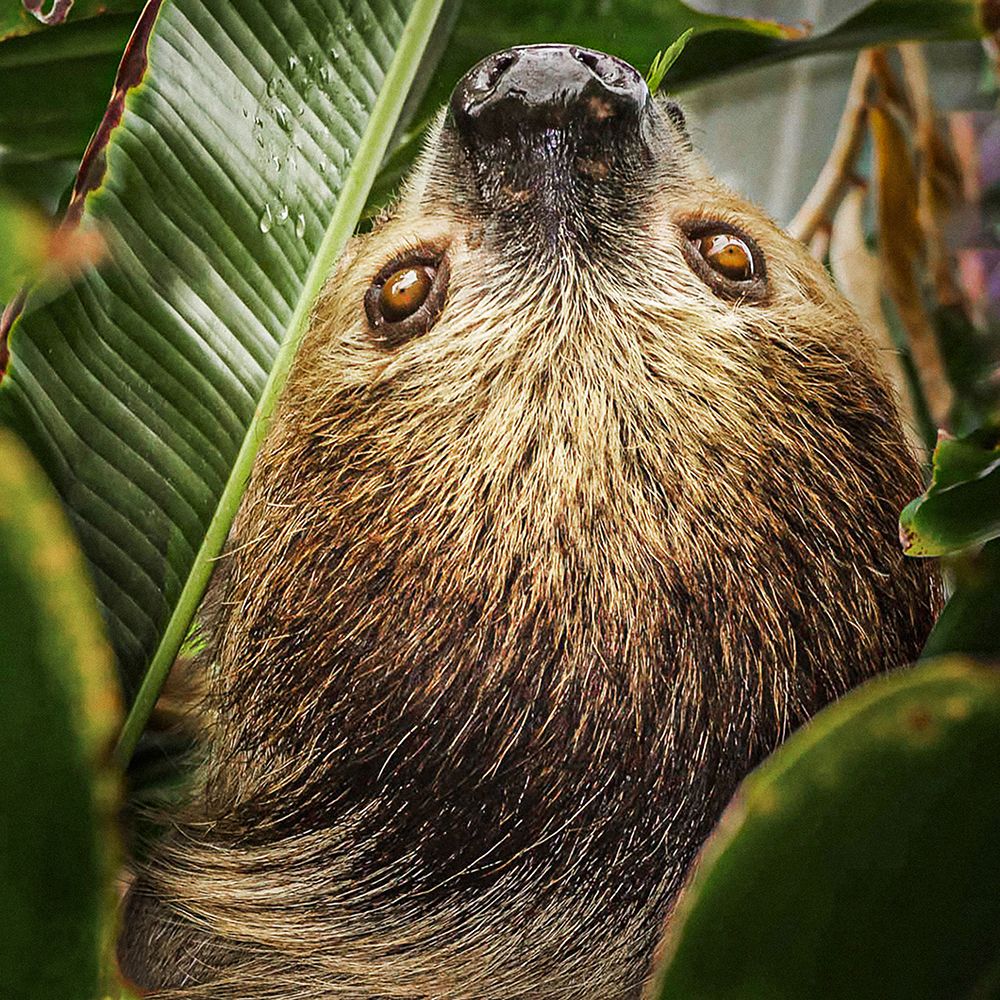 Two-toed Sloth art print by Stan Bysshe for $57.95 CAD