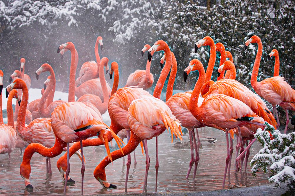 American Flamingo art print by Mehgan Murphy for $57.95 CAD
