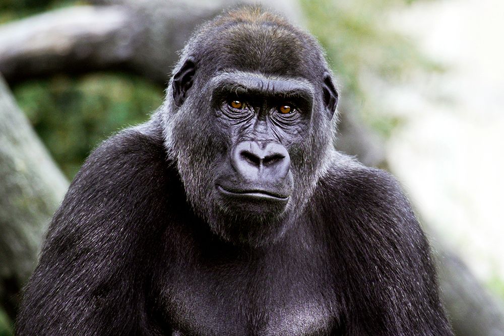 Lowland Gorilla art print by Jessie Cohen for $57.95 CAD