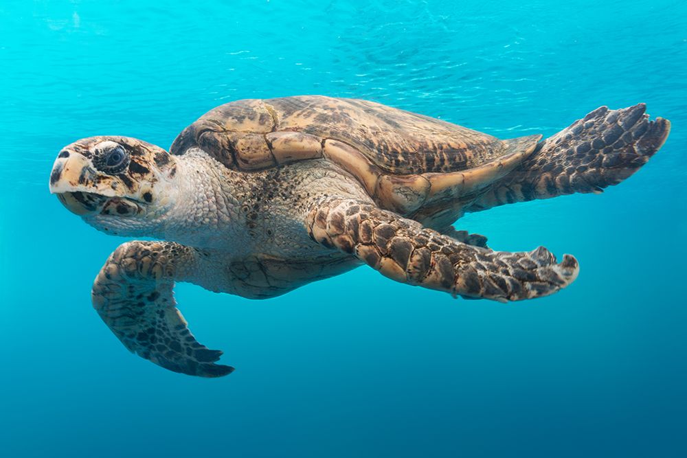 Turtle art print by Carol Highsmith for $57.95 CAD