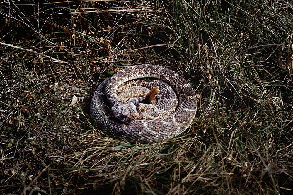 Rattlesnake in Brush art print by Carol Highsmith for $57.95 CAD