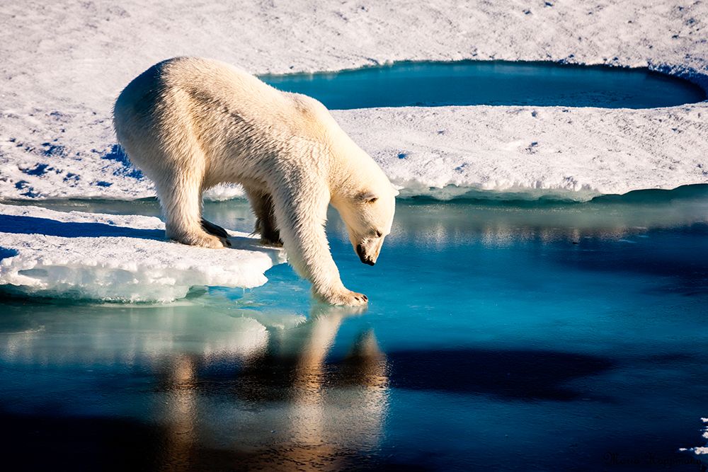 Polar Bear art print by NASA for $57.95 CAD