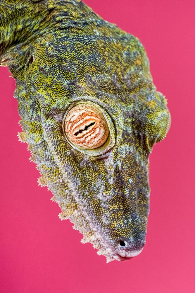 Leaf-tailed Gecko art print by Smithsonian Institution for $57.95 CAD