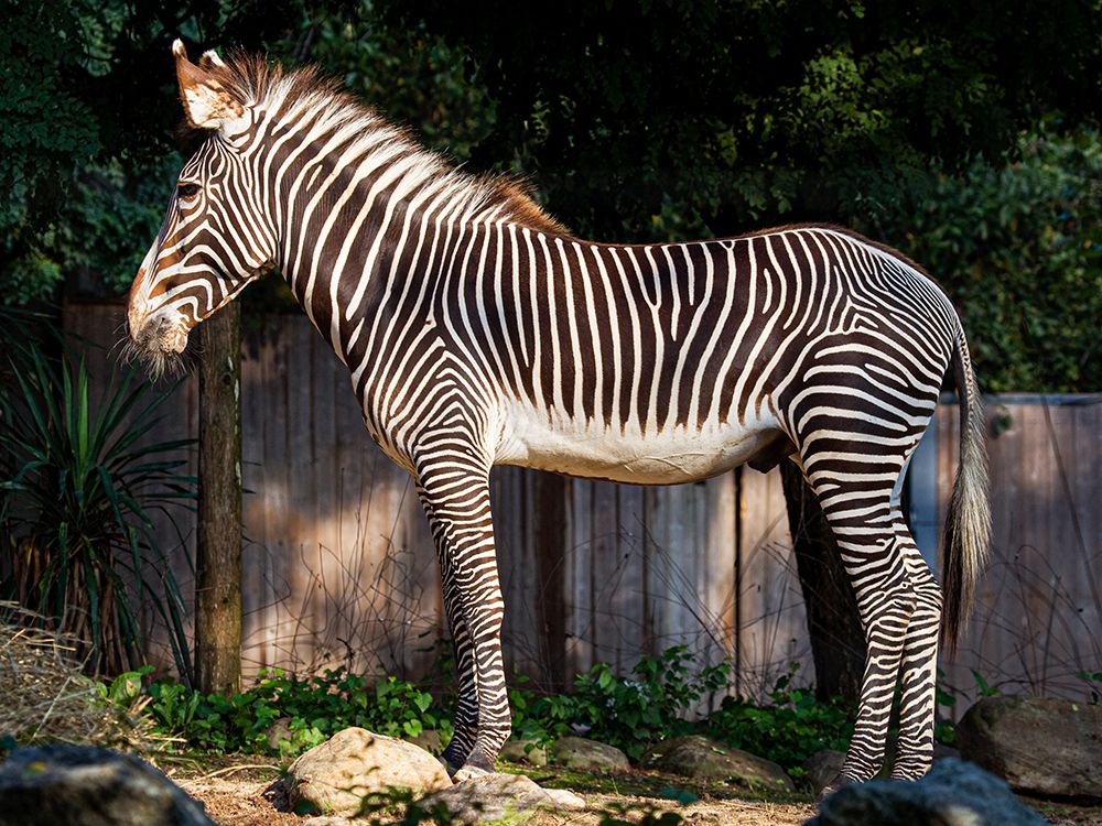 Zebra art print by Mehgan Murphy for $57.95 CAD