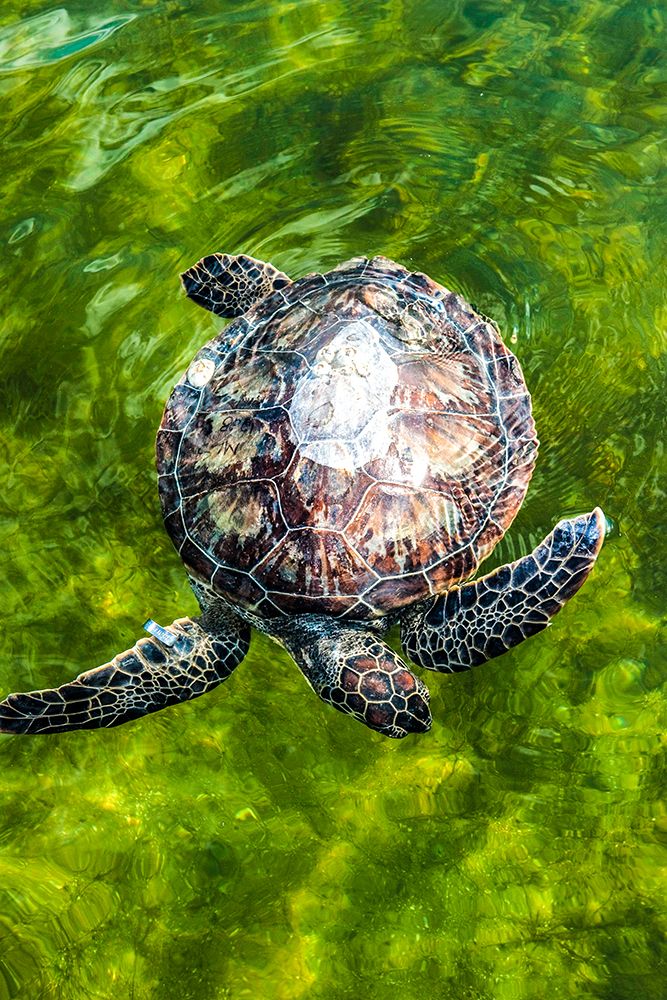 Green Sea Turtle art print by NASA for $57.95 CAD