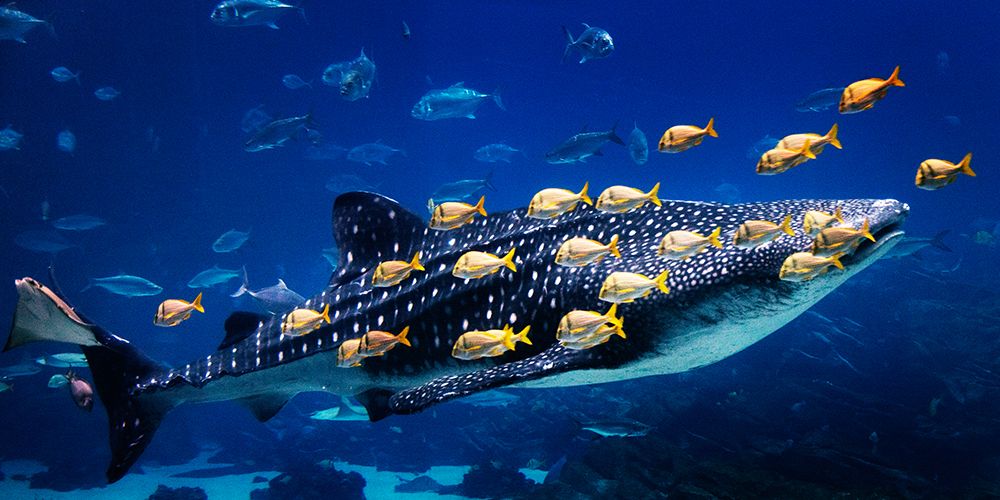 Whale Shark art print by Carol Highsmith for $57.95 CAD