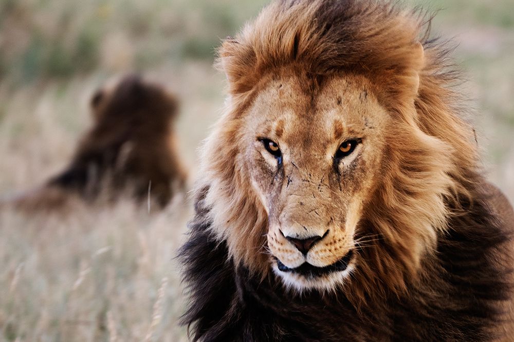 Lions in the Grass art print by Carol Highsmith for $57.95 CAD