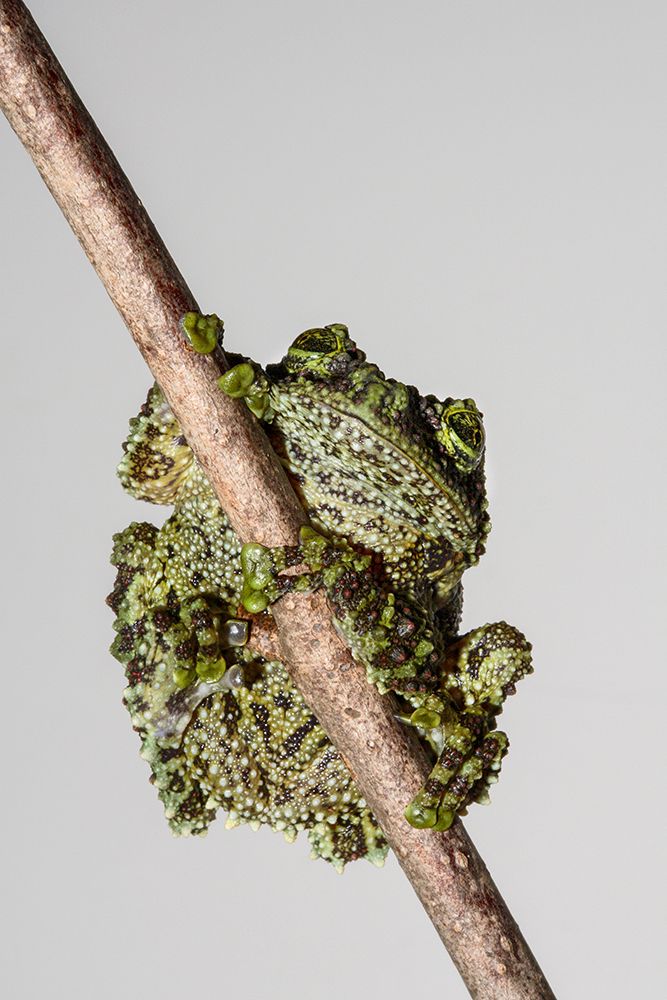 Vietnamese Mossy Frog art print by Animal Photography for $57.95 CAD