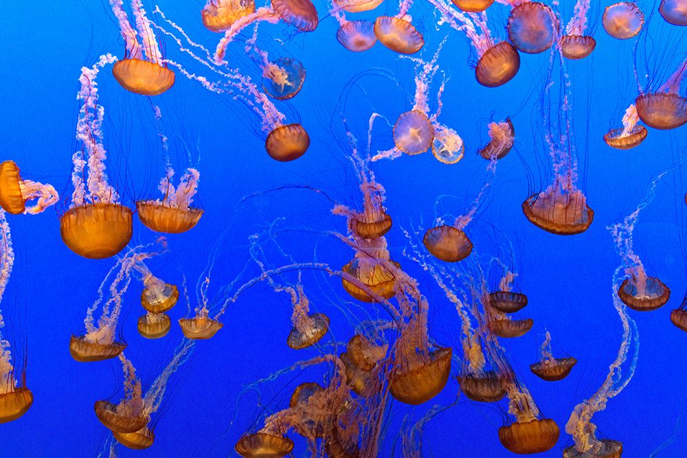 Jellyfish art print by Carol Highsmith for $57.95 CAD