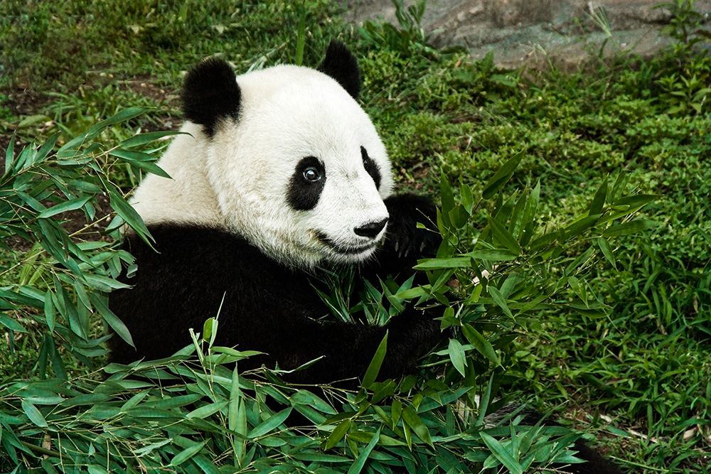 Giant Panda art print by Mehgan Murphy for $57.95 CAD